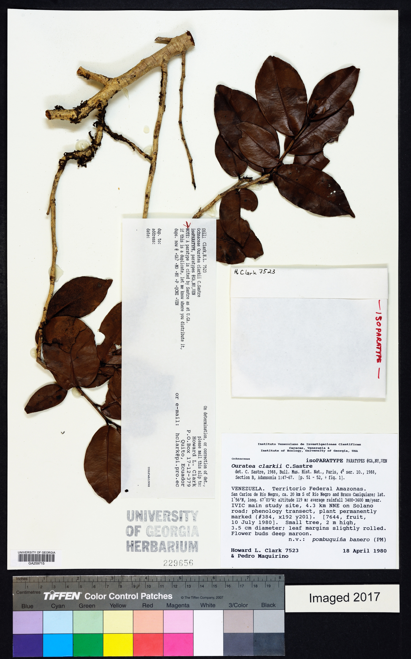 Ouratea clarkii image