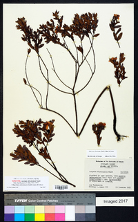 Ascyrum edisonianum image