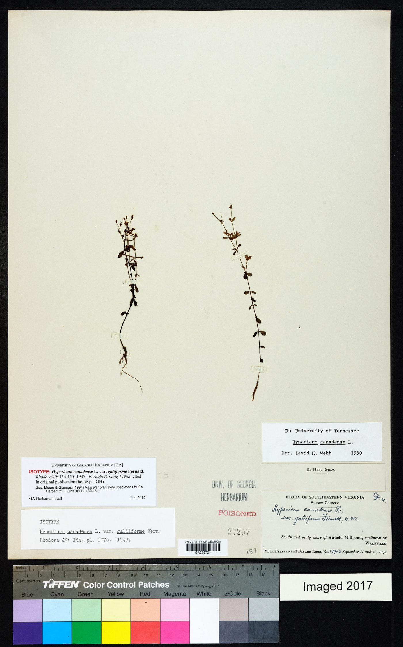 Hypericum canadense var. galiiforme image