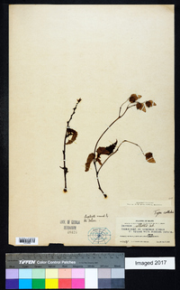 Image of Begonia abbottii