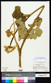 Angelica hendersonii image