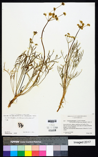 Leptotaenia anomala image