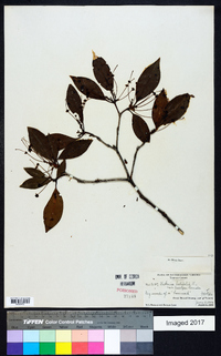 Kalmia latifolia var. laevipes image