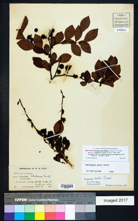 Vaccinium ashei image