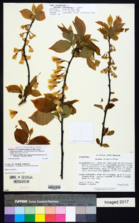 Halesia carolina image