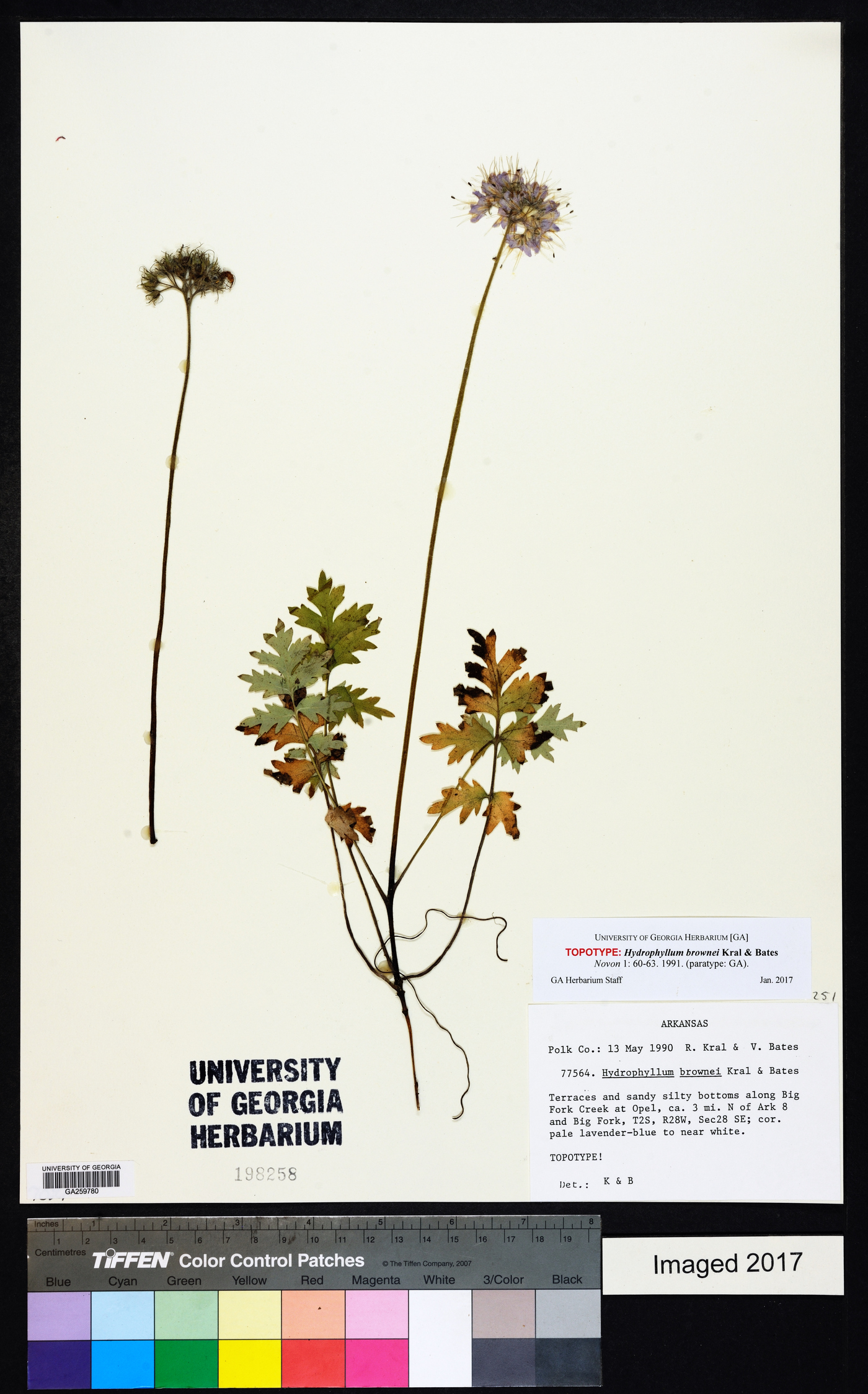 Hydrophyllum brownei image