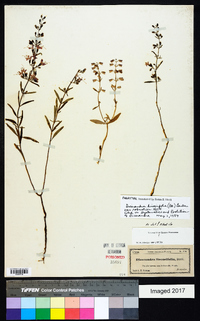 Dicerandra linearifolia image