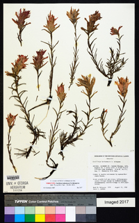 Castilleja kaibabensis image