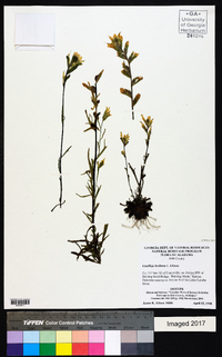 Castilleja kraliana image