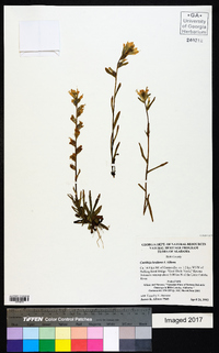 Castilleja kraliana image