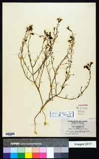 Penstemon ambiguus var. laevissimus image