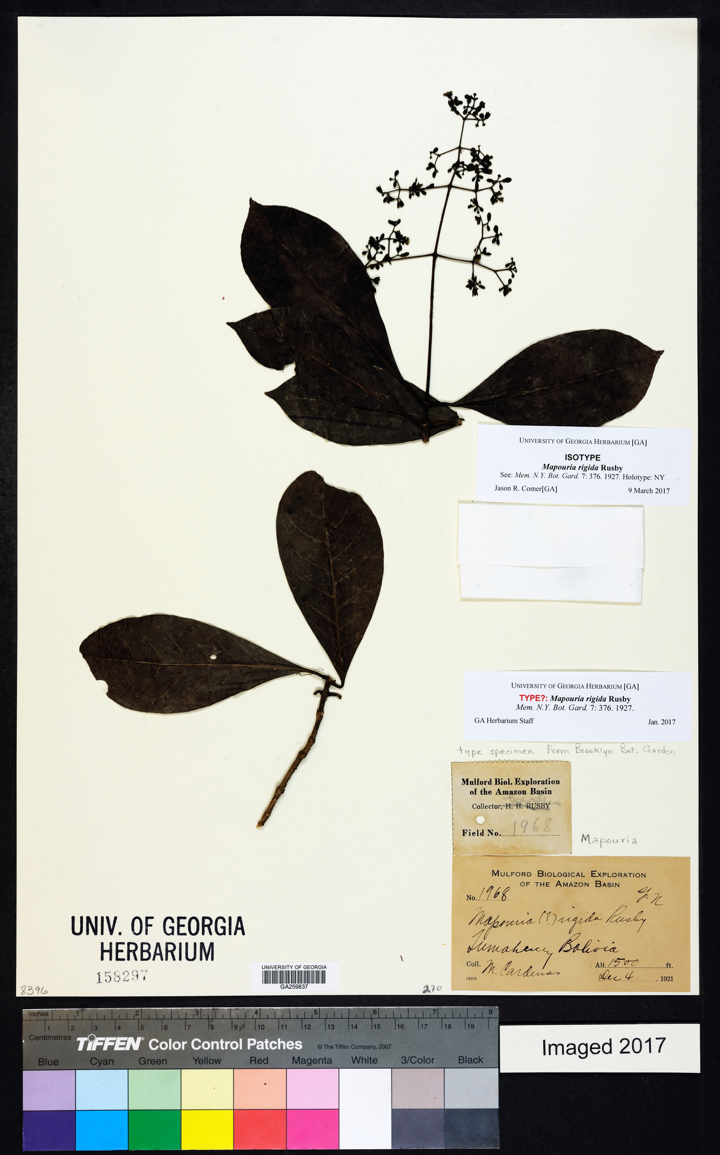 Psychotria carthagenensis image