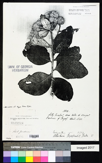 Eremanthus goyazensis image