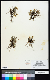 Antennaria soliceps image