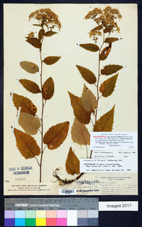 Noticastrum erectum image