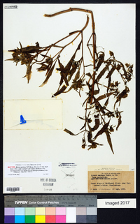 Bidens mariana image