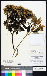 Image of Eremanthus graciellae