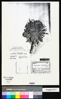 Lychnophora salicifolia image