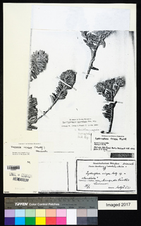 Lychnophora crispa image