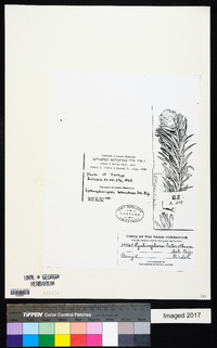 Lychnophora heterotheca image
