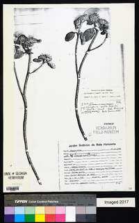 Image of Lychnocephalus mellobarretoi
