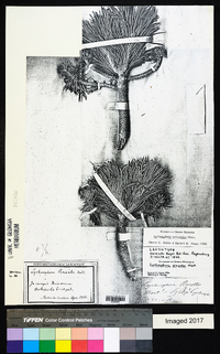 Image of Lychnophora pinaster