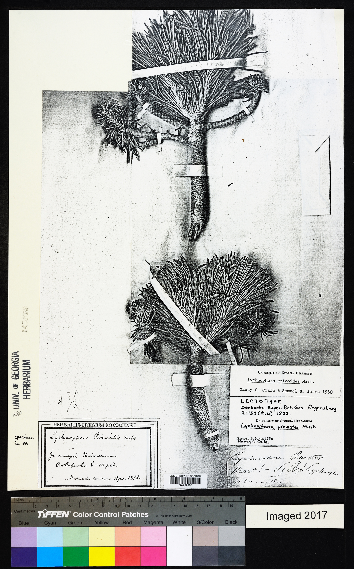 Lychnophora pinaster image