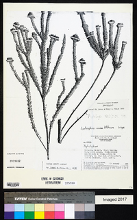 Image of Lychnophora souzae