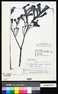 Lychnophora passerina image