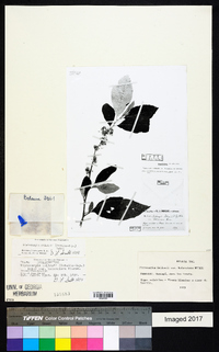 Piptocarpha sellowii image