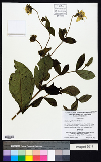 Silphium glutinosum image