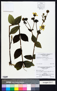 Silphium perplexum image