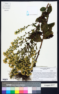 Solidago villosicarpa image