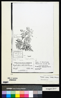 Image of Eremanthus syncephalus