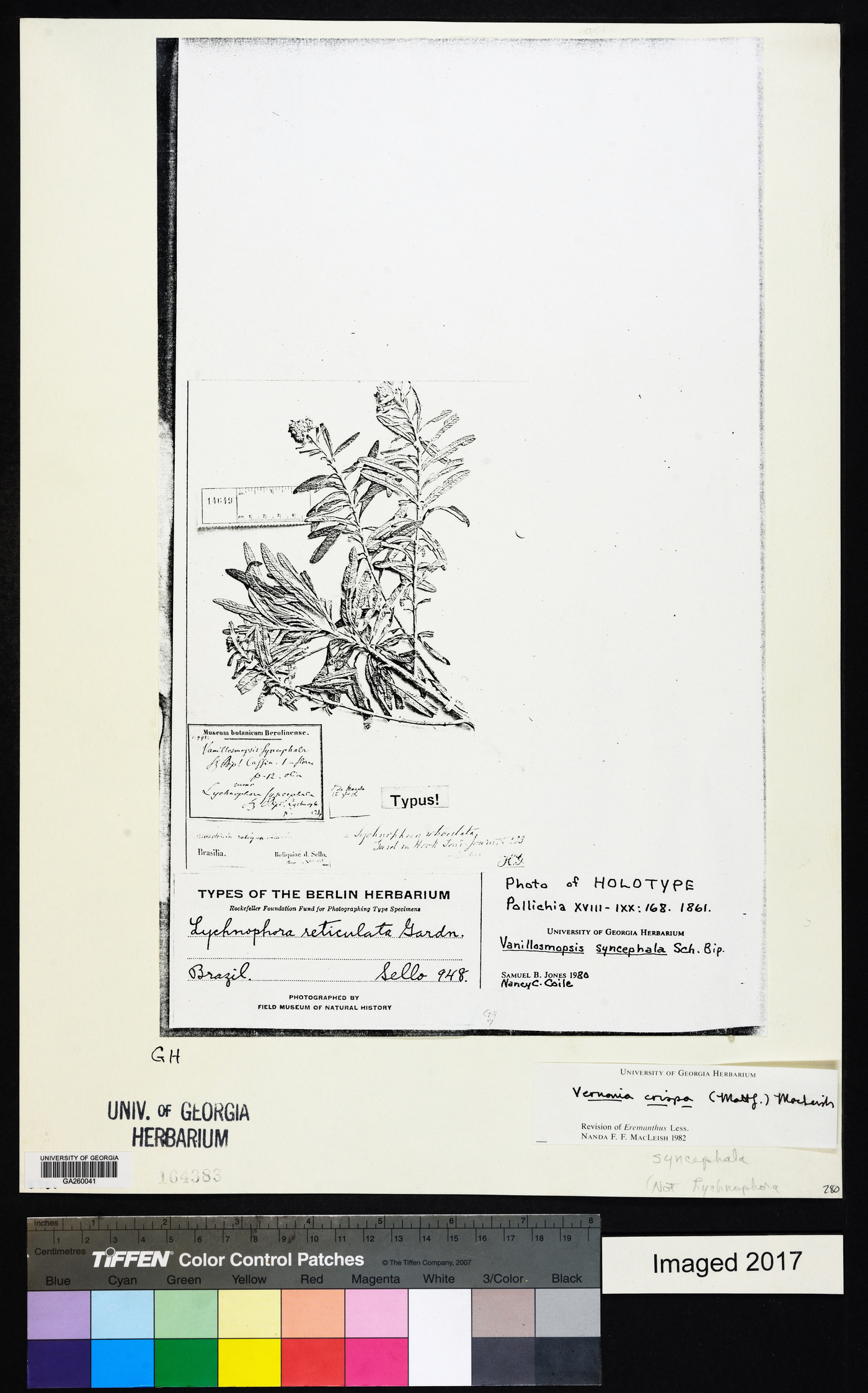 Eremanthus syncephalus image