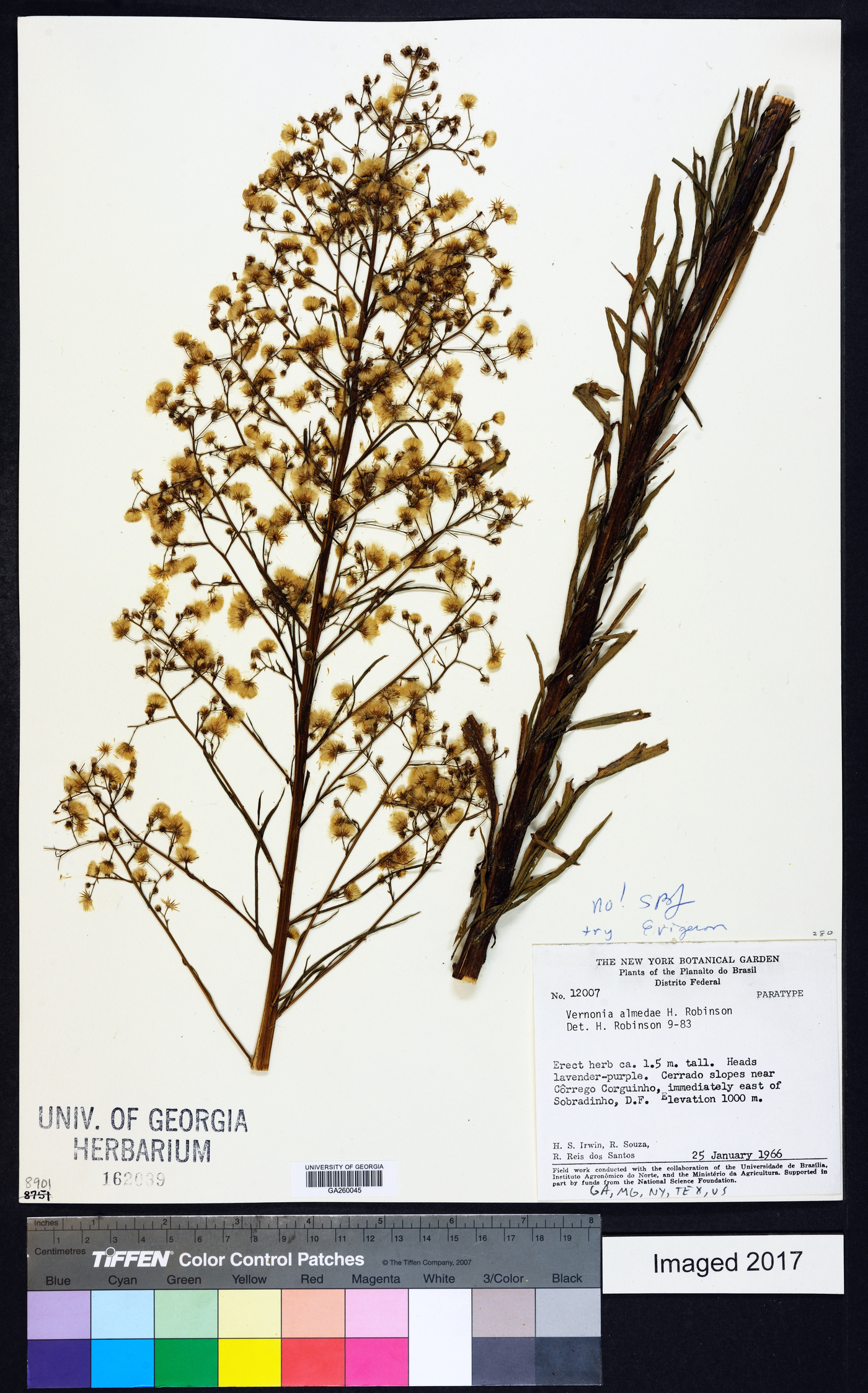 Vernonanthura almedae image