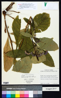 Vernonia autumnalis image