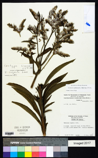 Chrysolaena platensis image
