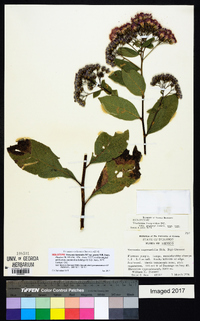 Vernonia liatroides image