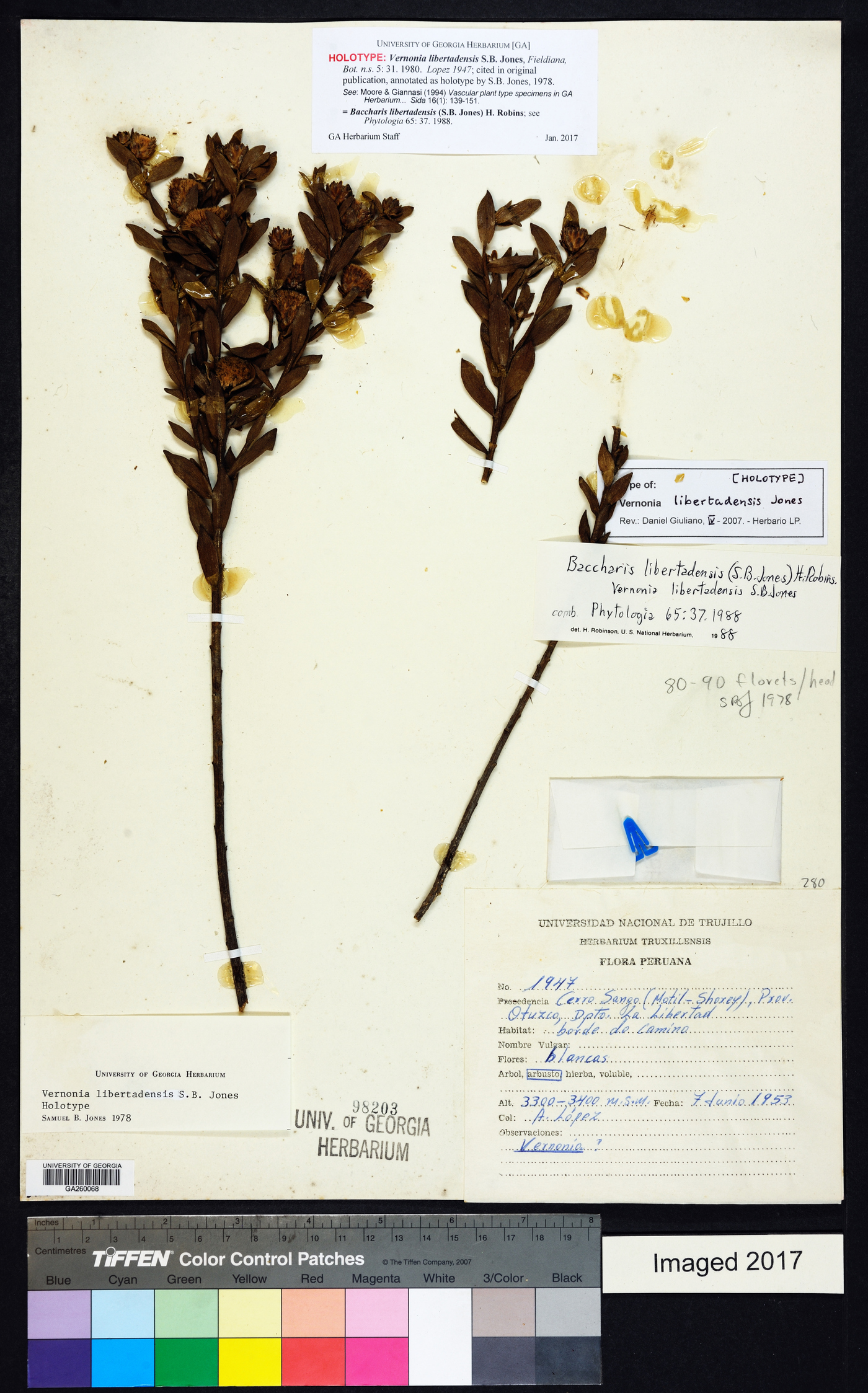 Baccharis libertadensis image