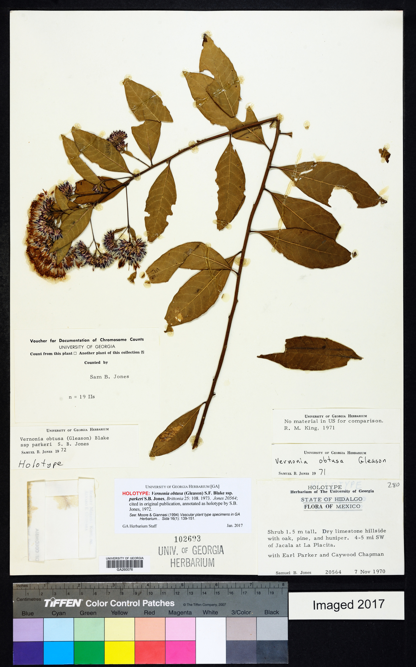 Vernonia obtusa var. parkeri image