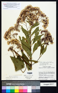 Vernonia arctioides image