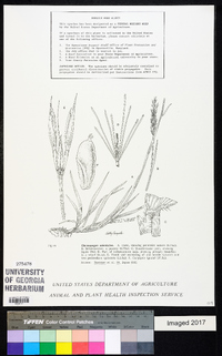 Chrysopogon aciculatus image