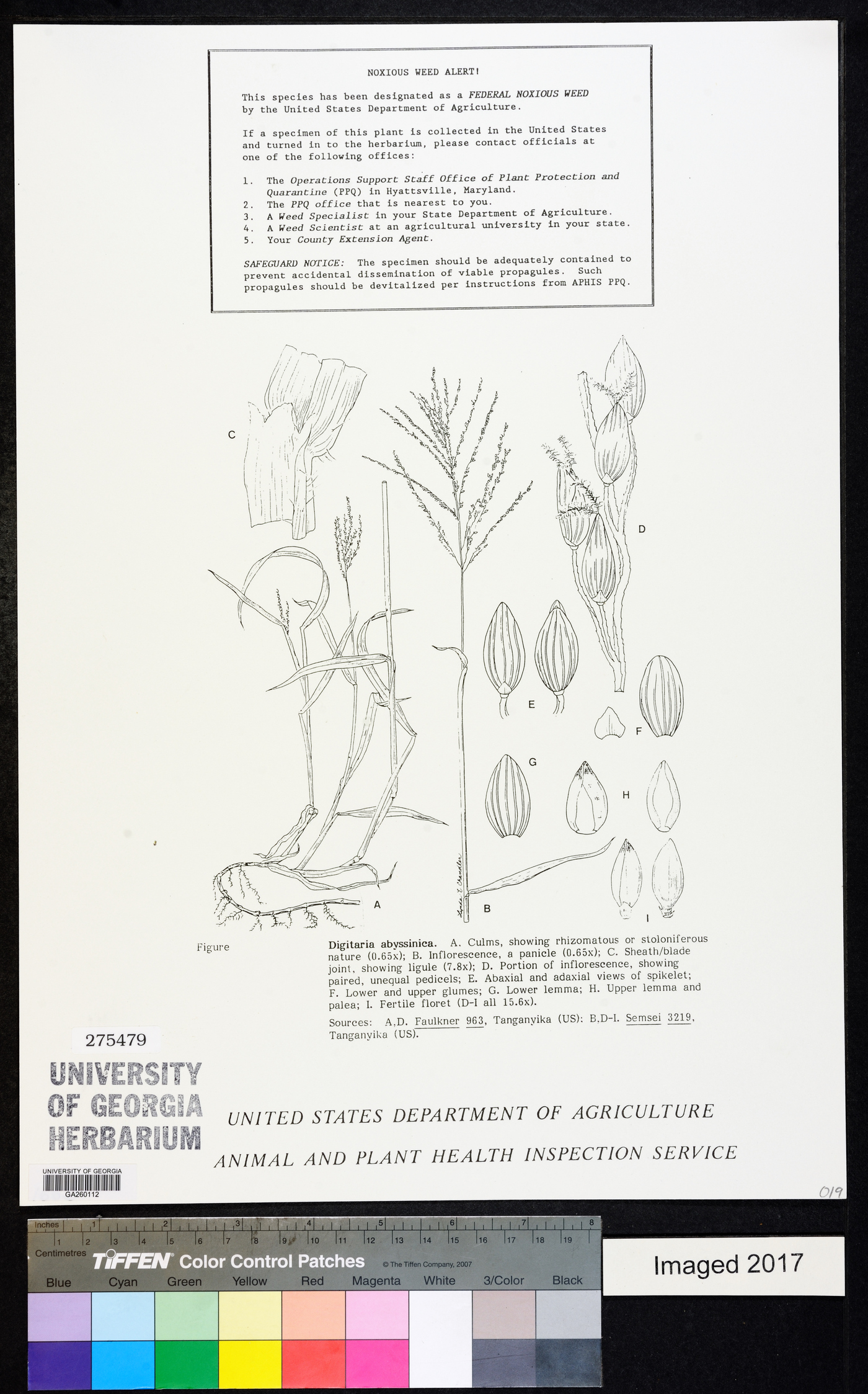 Digitaria abyssinica image