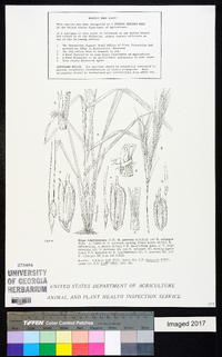 Oryza longistaminata image