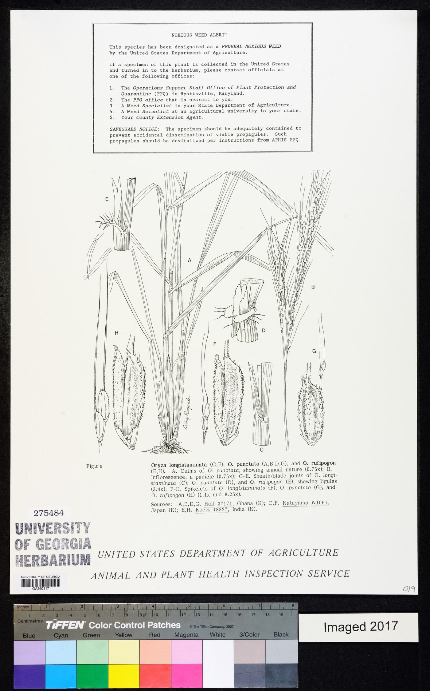 Oryza longistaminata image