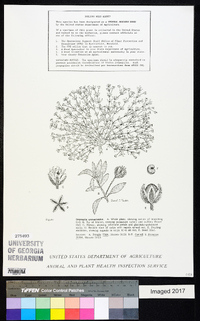Drymaria arenarioides image