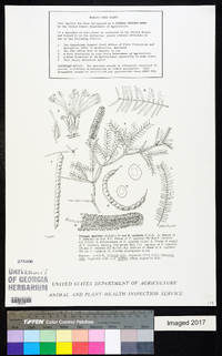 Prosopis alpataco image