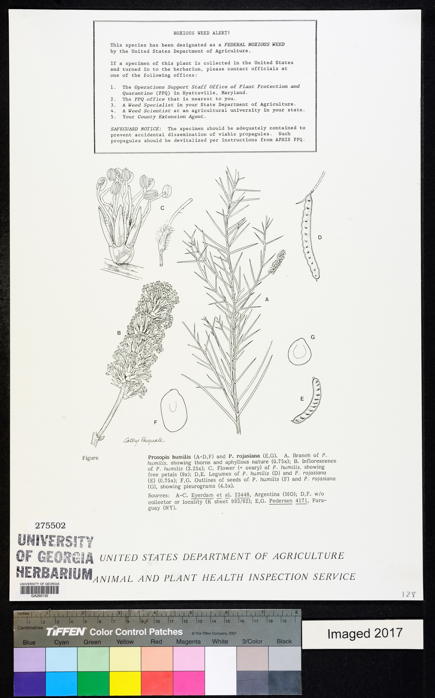 Prosopis humilis image