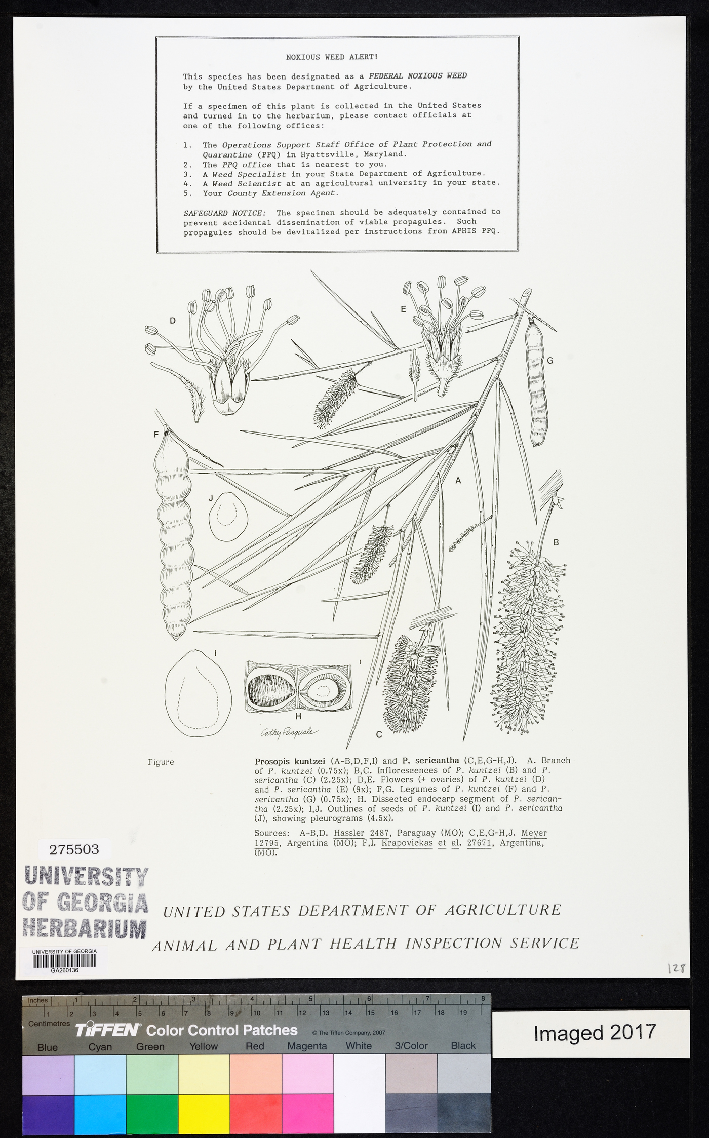 Prosopis kuntzei image